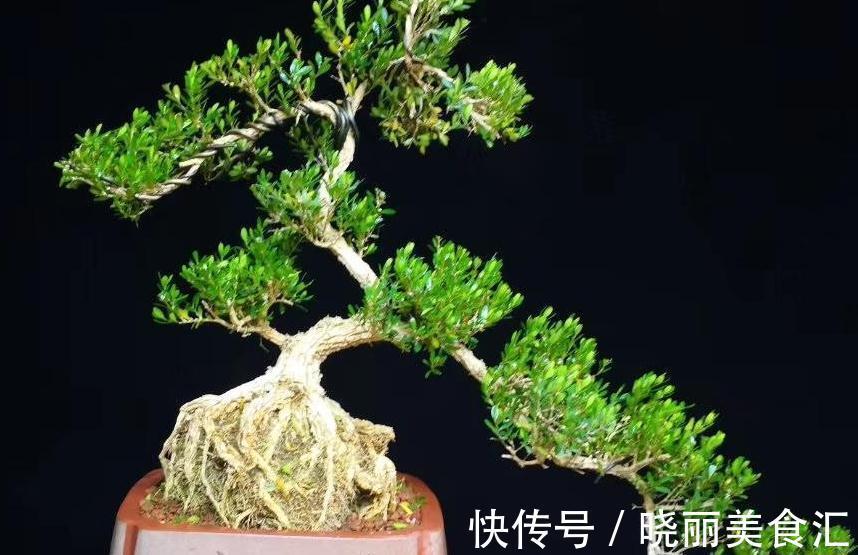 黄杨盆景美不胜收，制作黄杨盆景要注意哪些