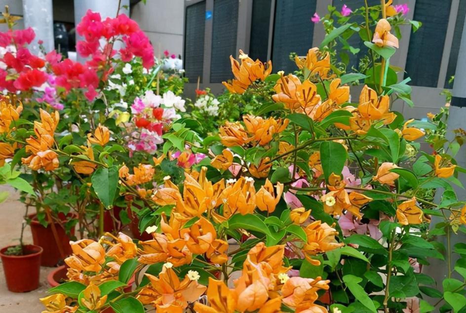 三角梅|30岁大叔劝侄女多养些三角梅,再懒都能养好,一年四季都能赏花