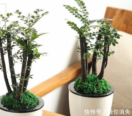 盆景|原来有钱人家都养这个花,镇宅,招财,这可是“帝王之木”!