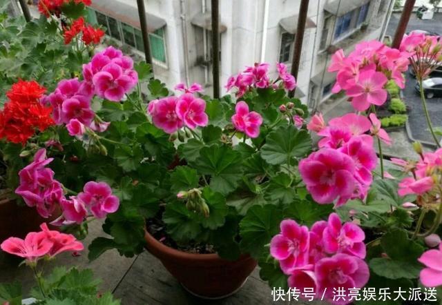 花盆|养花盆土生“白毛”,不要急!只需“必备”几点,白毛自然消失