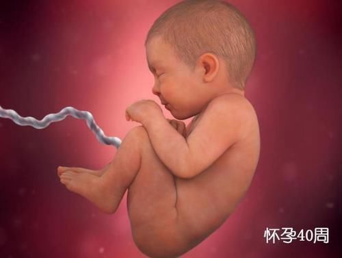 母体|胎儿在母体是如何长大的?一组图告诉你,不同阶段宝宝的发育过程