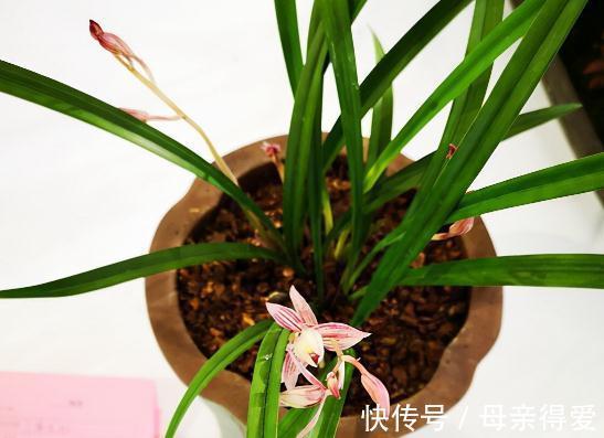 中国七大兰花，开花时间香味各不同，你知道几个