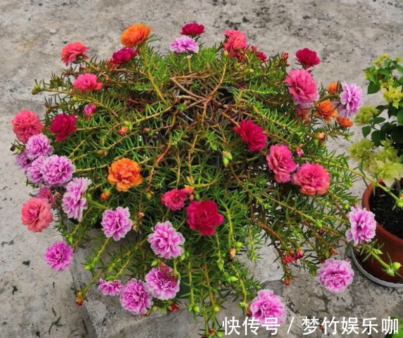 家庭养花:阳台盆栽此3款,漂亮好活,懒人最爱!