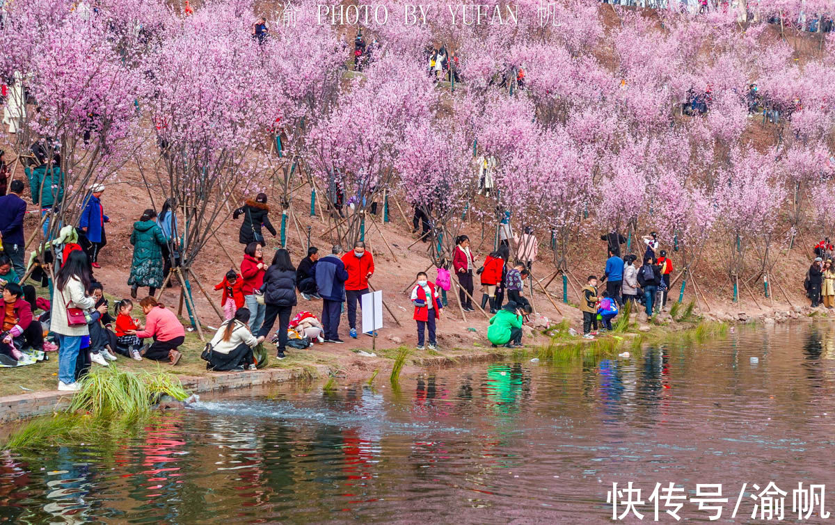 康庄|重庆主城地铁旁的免费花海，游人摩肩接踵，真的太美太火爆了