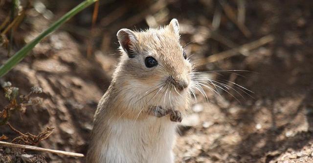 横行|人见死鼠如见虎,从宋代到清末民初鼠疫横行的原因