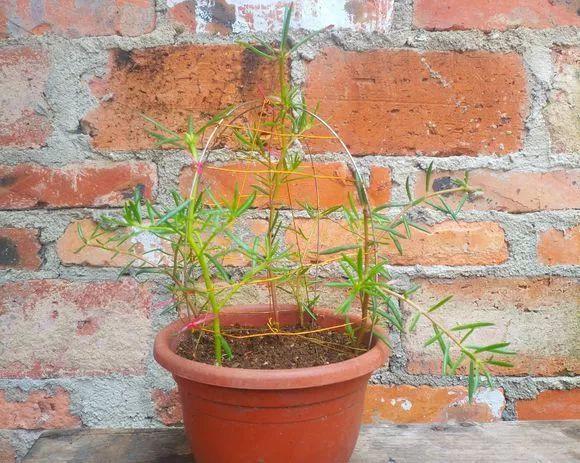 5块钱一盆的花，养1年变老桩，身价翻了上百倍！