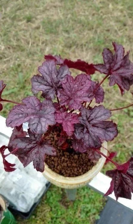 虎皮兰,红掌,吊兰养成老桩,变成大树,真壮观