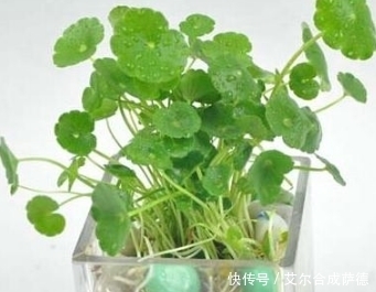 爆盆|盆栽铜钱草怎么爆盆?注意着三点,让铜钱草快速爆盆