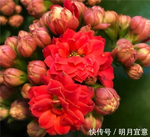 花期|长寿花不现苞?直接“放大招”,花苞直冒,开花不断大半年