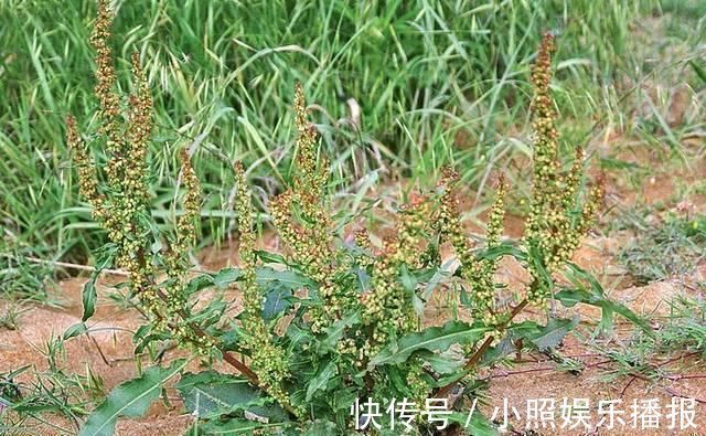 叶子|此物俗称“牛舌菜”,根价值不输人参,河边就有,遇见带走