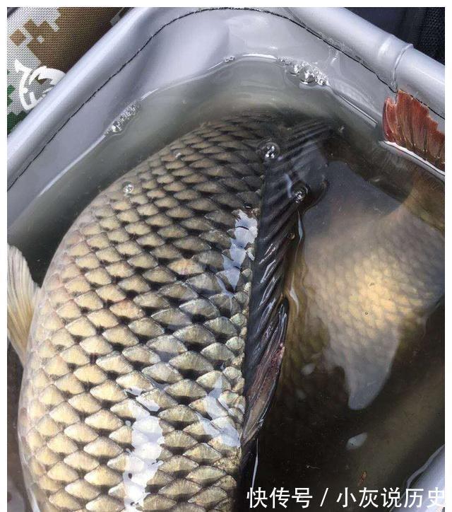 办法|野钓渔获多少钓技术说了不算,密度才是决定性因素,有办法提高