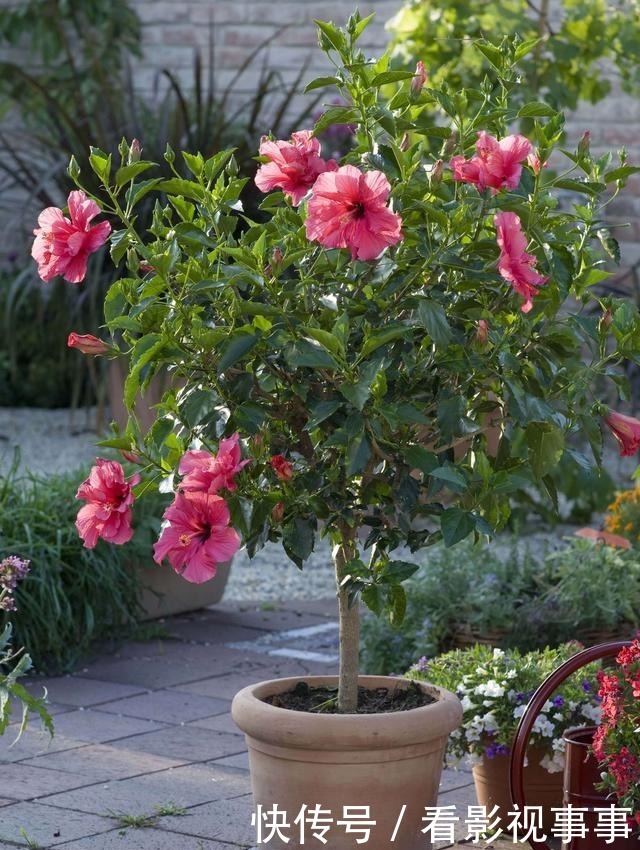 15种便宜花草，原以为很普通，没想到成为花园中的“颜值担当”！