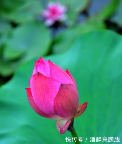 属相|进入8月初，4属相桃花朵朵，横财不断，钱包鼓鼓，生活幸福