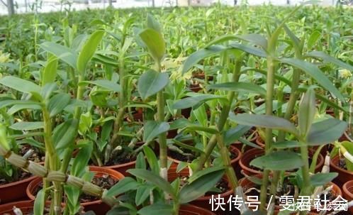 铁皮石斛|农村这种“救命仙草”,现在有钱都买不到,它的稀罕程度也是可想而知的了