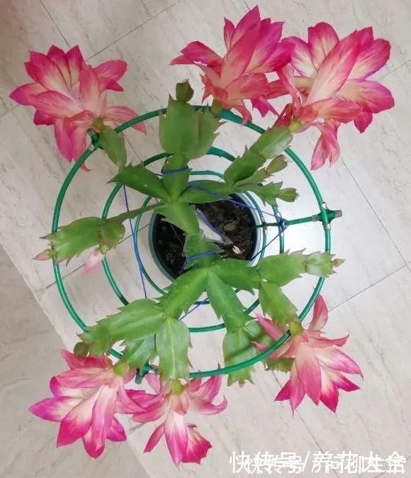 水仙|上万块的蟹爪兰,开花像烟花,养过的人不多