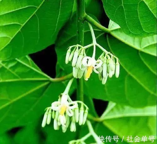 麻醉药|它既是麻醉药，又可治腰痛与瘫痪路边很常见