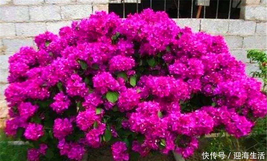 三角梅有“4怕”,难怪枝繁叶茂不开花,学会了花朵多得压弯枝头