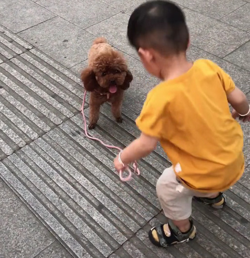 低估|“大智慧宝宝”遛狗火了,网友永远不要低估一个穿尿不湿的