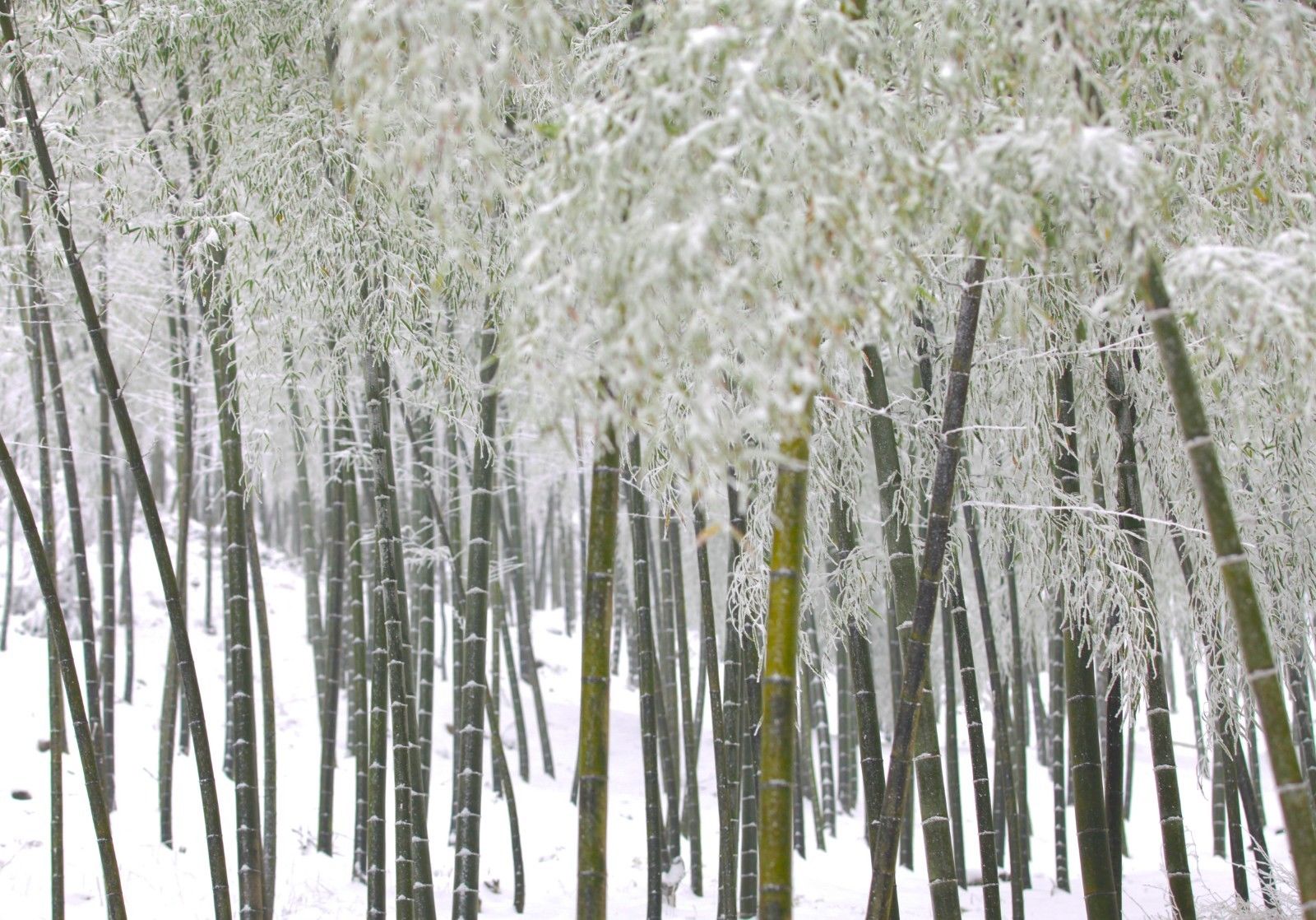 人间仙境|耒阳：蔡伦竹海春光雪景如人间仙境