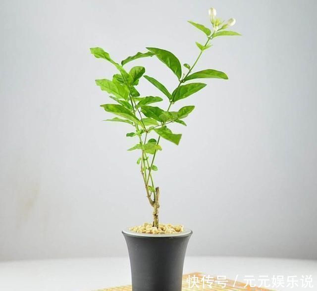 枝条|夏日的茉莉花就离不开它们，开花效果太好，黄叶都不见一片