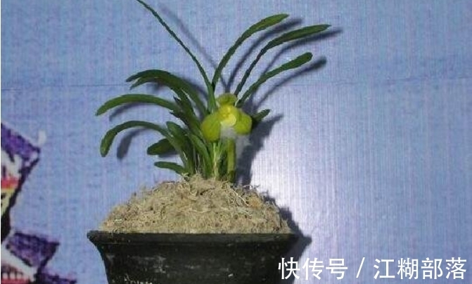 世界上最贵的兰花“天逸荷”，单株估值1个亿，持有者不卖给日本