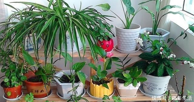 小花匠养花不死问了才知道,他只用“1种土”,难怪花都长爆了