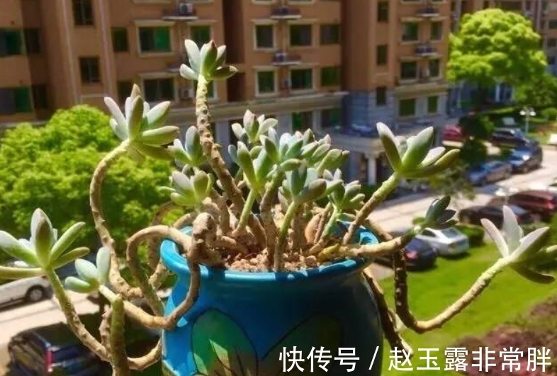 家中光照差别养8种多肉,它们容易变成“豆芽菜”,没有观赏价值