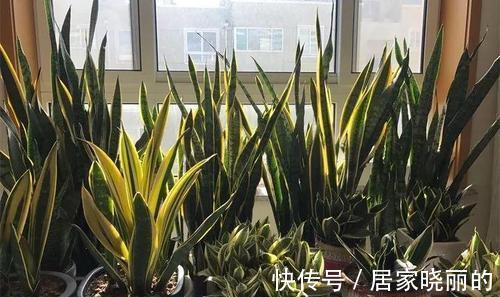 浇水|虎皮兰有“5怕”，难怪从不出新芽，越养越难看