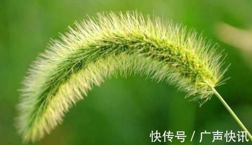 好处|农村到处都是的狗尾巴草，泡水喝竟有4大好处，男女老少都需要