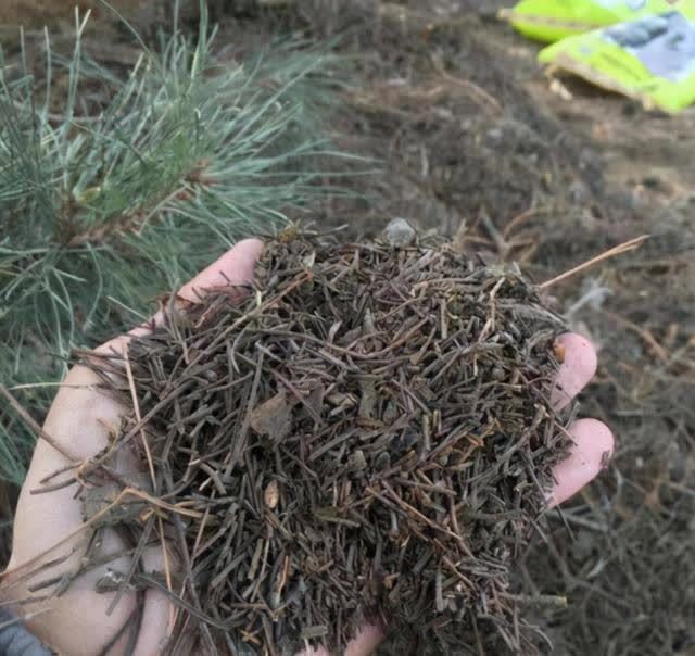 松针是很好的“酸性土”,春天换盆用它最好,但是要学会制作方法