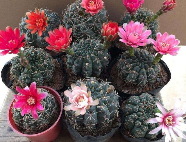 养仙人球绯花玉,少浇水多见光,开花又结种子,养出一大堆
