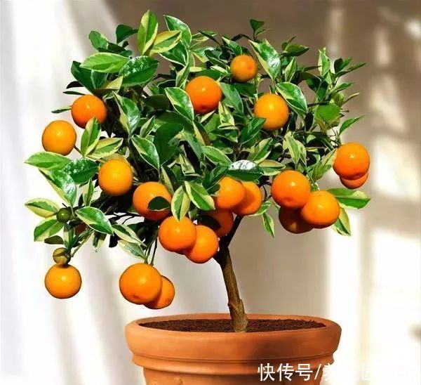 只养花太单调，家中也可以盆栽果树，这3种果树，盆栽结果量大