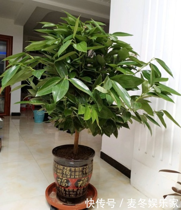 橡皮树|好花都是浇死的,10种常见花,浇水别太勤快!