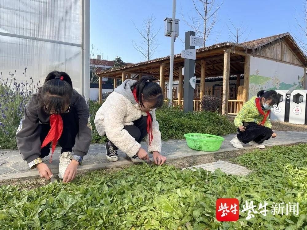 中医药|与全国100所中小学联动！苏州望亭中心小学成功举办2021年中医药文化进校园主题活动