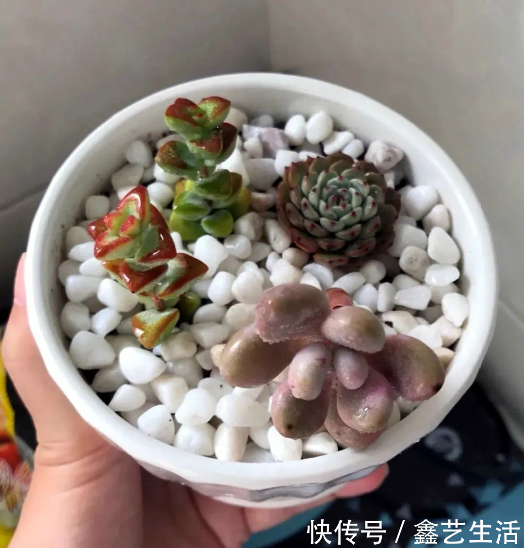 越虐越长疯,3周胖到爆炸的多肉控养大法,不轻易外传