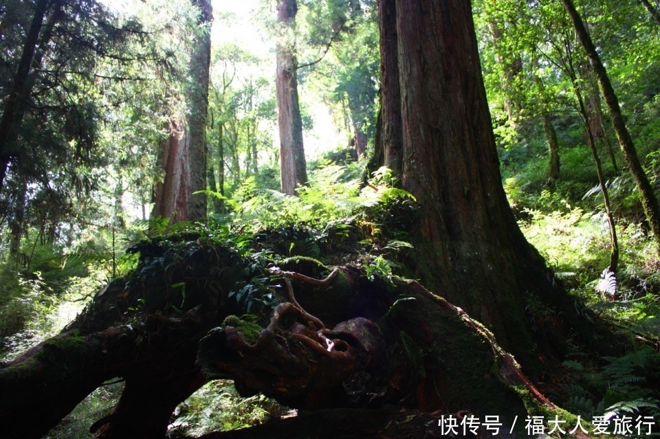 盐田|亚洲树王2300岁高龄，就在阿里山，需十几人才能合抱