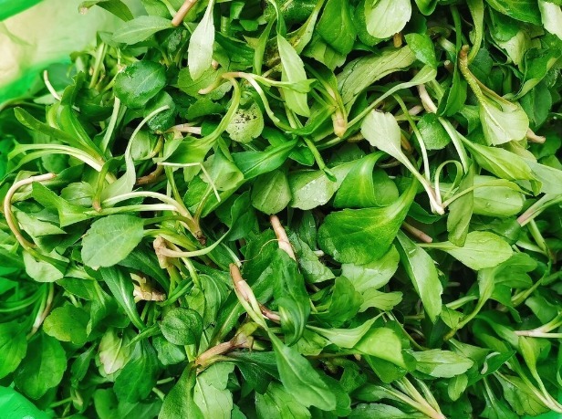 马齿苋|开春挖野菜,送你“野菜大图鉴”,教你轻松识别20种野菜