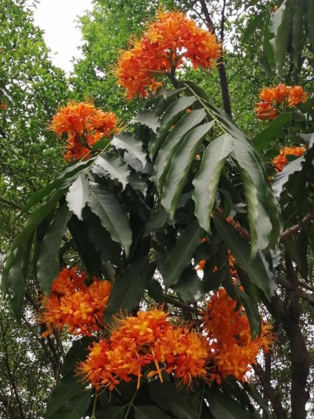 南宁又一条“花路”！听说看了这些花，可以忘却烦恼，无忧无虑哦