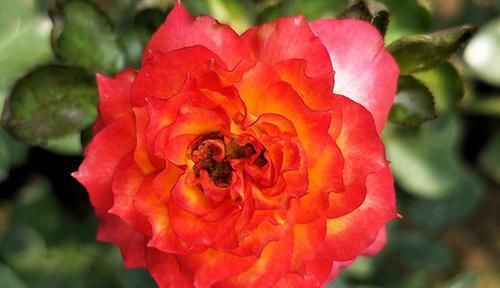  种花|3种花颜值超高，香气四溢，观赏价值高，还可盆栽，你值得拥有