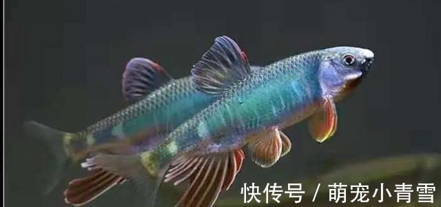 宽鳍鱲|我国最漂亮的原生鱼，未必是鳑鲏和白云金丝，这种小型鱼更漂亮