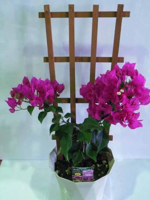 想让三角梅开满盆，这“4点”一定要做好，开花不断