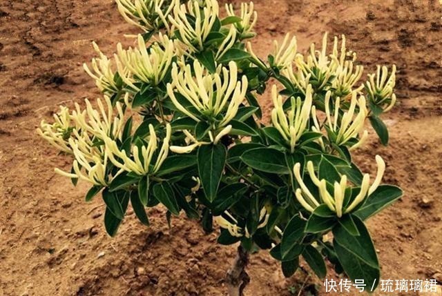 花卉中的奇花,一株开两色,芬香怡人,如一对难舍难分的鸳鸯!