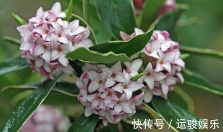 金边瑞香度夏难,那是你不知道养护技巧,注意几点叶片油绿生长快