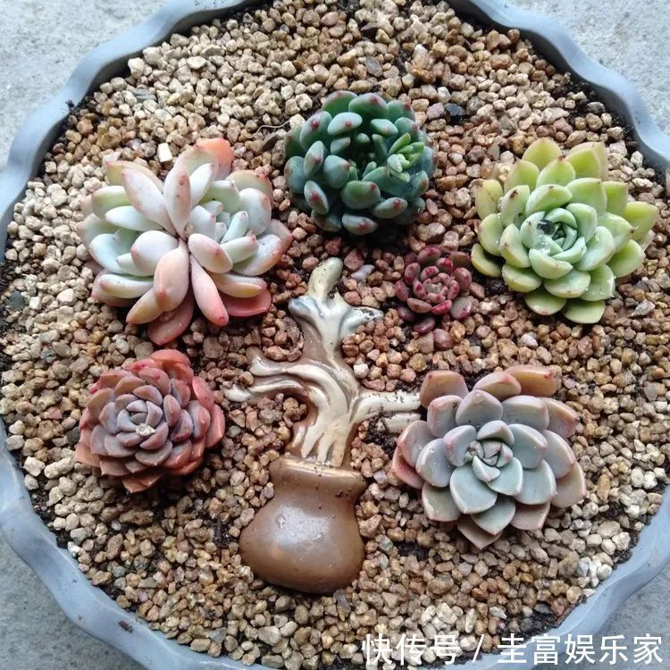 一直都养不活花,直到遇见了多肉!只要用心,就能变美!