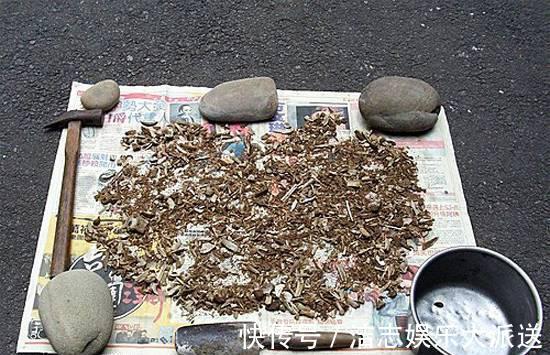 瓦片儿|吃饭剩下“大骨头”,埋花盆里,比花肥好用,高档花卉专用,养根