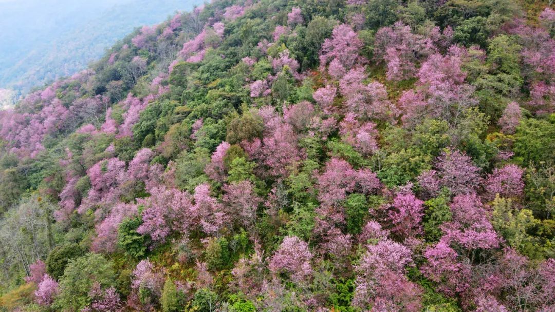 施甸：满山樱花，层林尽染