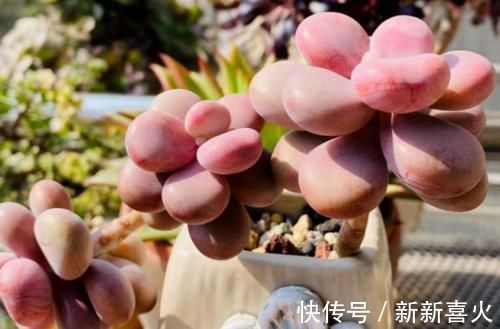 给桃蛋老桩多肉配盆是技术活,配好了锦上添花,配不好则影响颜值