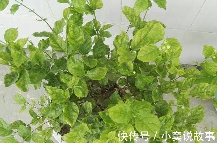 金枝玉叶不能长太高,越矮越值钱,一长高就砍!