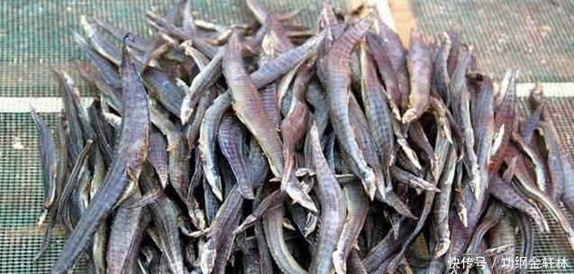 農村小河裡的特殊魚種，和泥鰍就像親兄弟，不小心就會被刺傷！ - 中國熱點