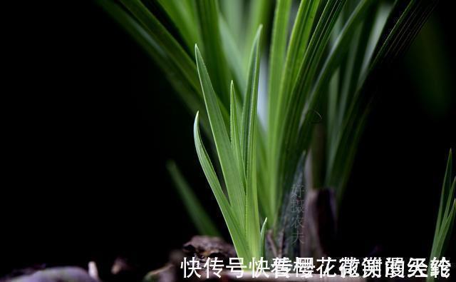 兰叶|怎么判断兰花缺少氮磷钾?学会这三招,养不好兰花都难